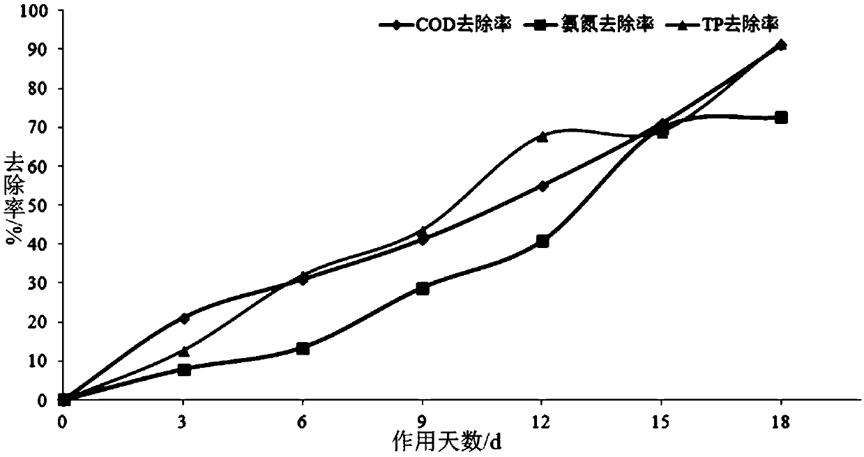 Complex microbial inoculant for black and odorous water body as well as preparation method and application thereof