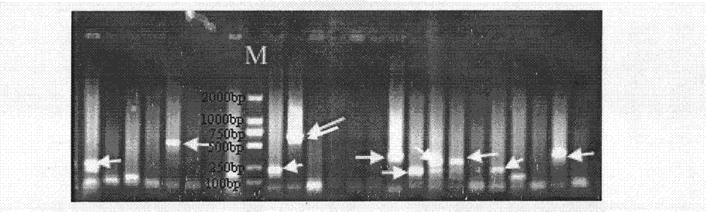 Methods for acquiring micro-satellite sequence and polymorphic micro-satellite markers of hucho taimen and polymorphic micro-satellite markers of hucho taimen