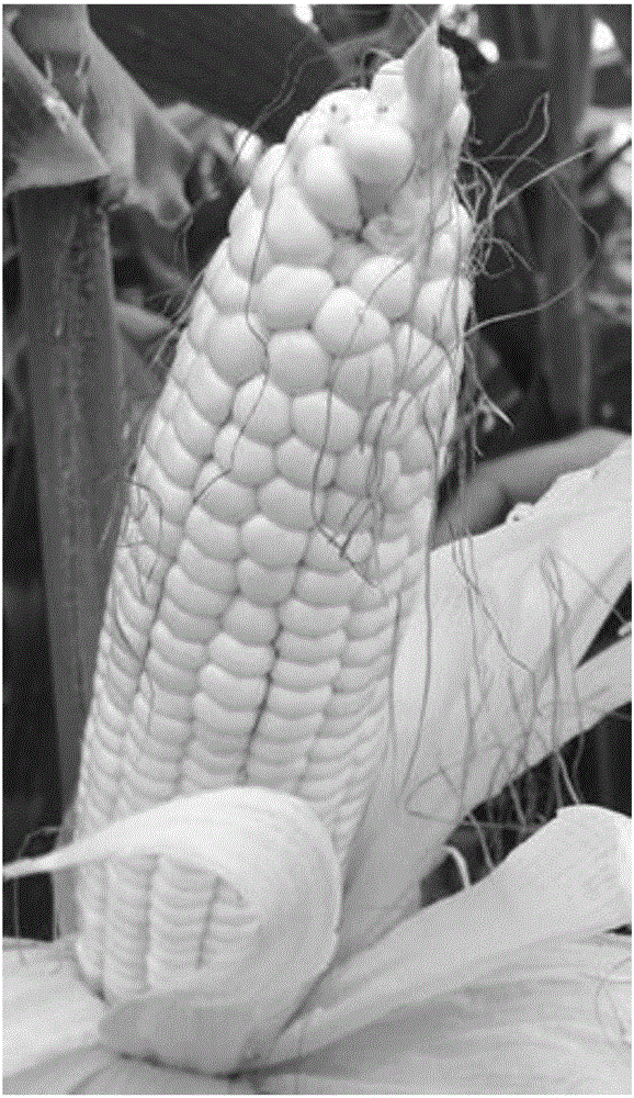 Method for rapidly breeding sweet-waxy double-recessiveness maize selfing line