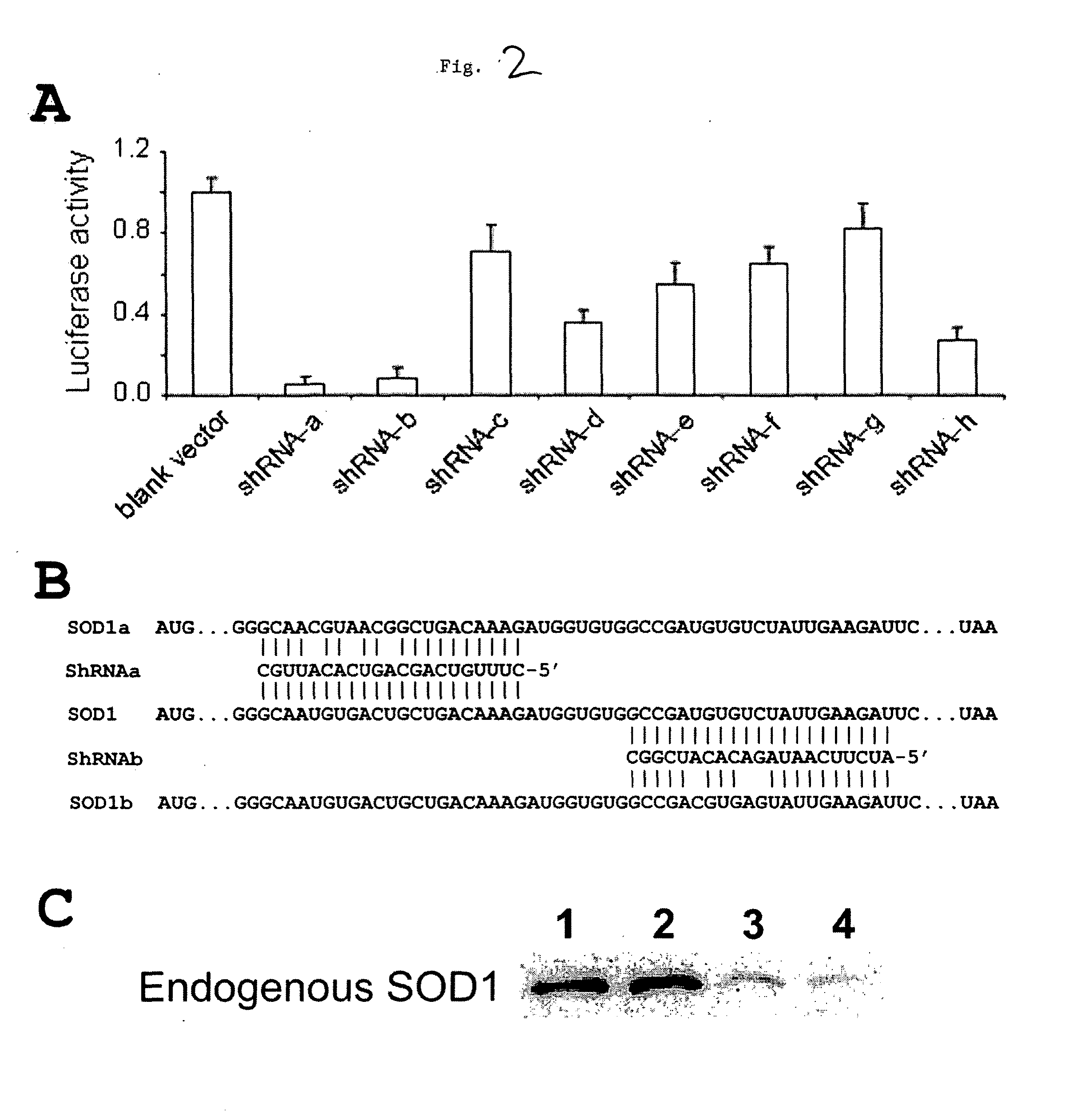 Methods and compositions for treating gain-of-function disorders using RNA interference