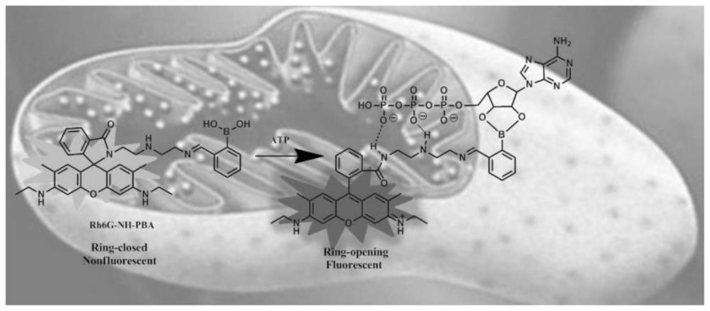 A kind of ATP multi-site combined fluorescence-enhanced probe molecule and its preparation method and application