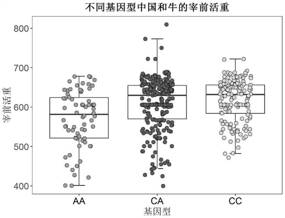 SNP loci related to live weight before slaughter in Chinese Wagyu cattle and their application