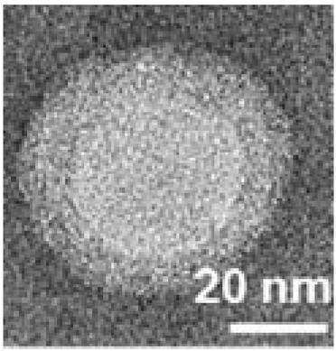 Bacterium-photothermal nanoparticle composite and preparation method and application thereof