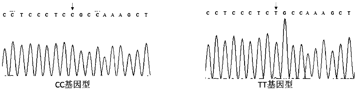 Method for identifying muscle fiber density of pigs and primer pair used in method