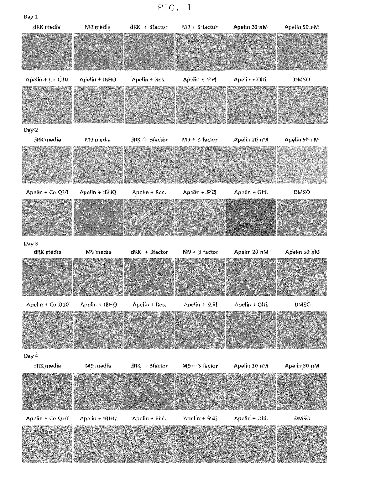 Culture medium composition for improving regenerative capacity of stem cells, and stem cell culturing method using same