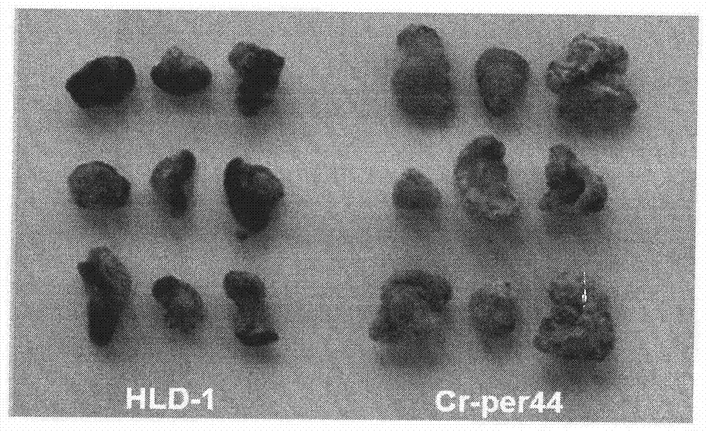 A kind of polyspora pink helix engineering strain transfected with lipid droplet coat protein gene and application thereof