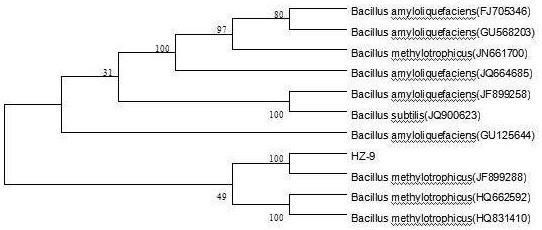 Preparation and Application of a Strain of Methylotrophic Bacillus and Its Bacterial Agent
