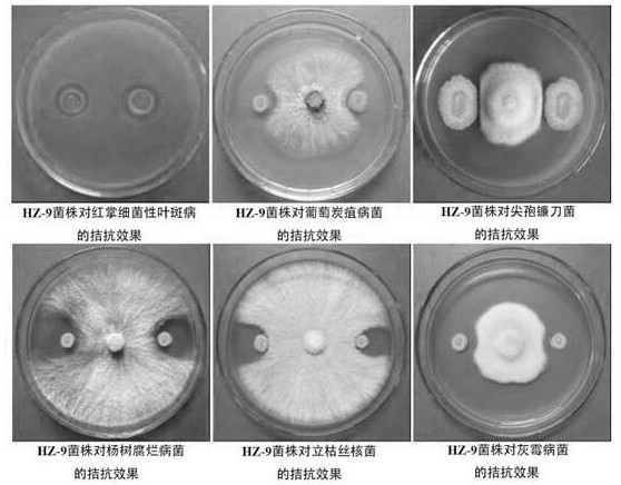 Preparation and Application of a Strain of Methylotrophic Bacillus and Its Bacterial Agent