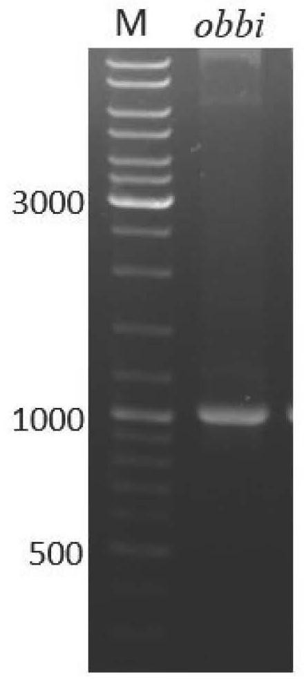 Genetically-engineered pichia pastoris capable of producing conjugated linoleic acid and application of genetically-engineered pichia pastoris