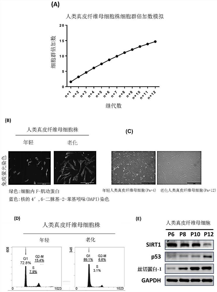 Method for treatment of cellular senescence