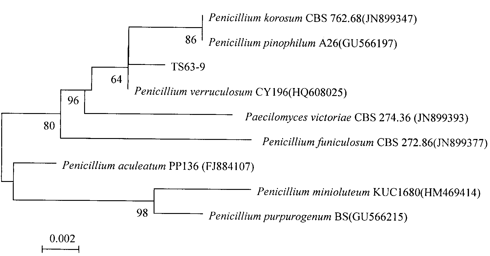 Microorganism strain for generating pectinase and application thereof in tobacco
