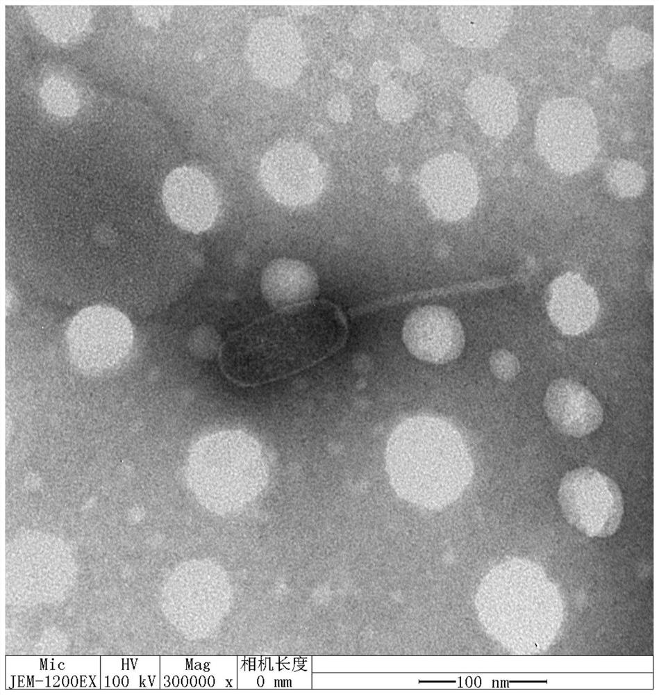 Cross-species cleavable xanthomonas phage as well as composition, kit and application thereof