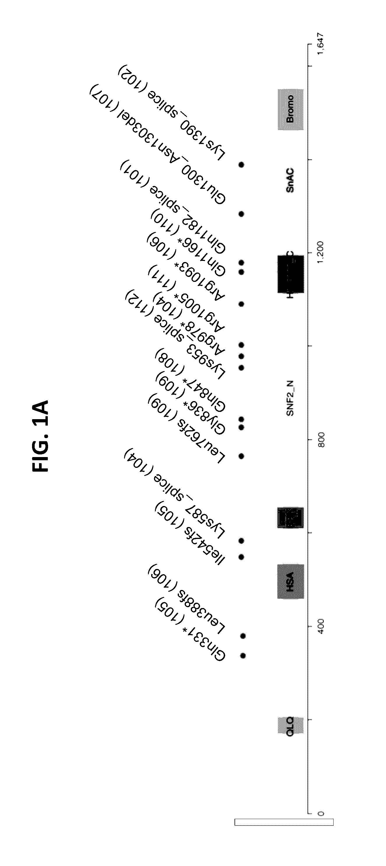 Compositions and methods for the diagnosis and treatment of ovarian cancers that are associated with reduced smarca4 gene expression or protein function