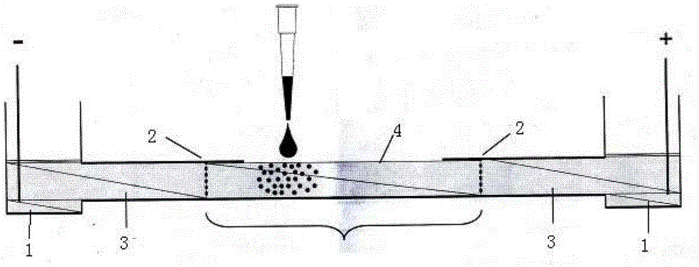 Fixation method for keeping stress balance of cells