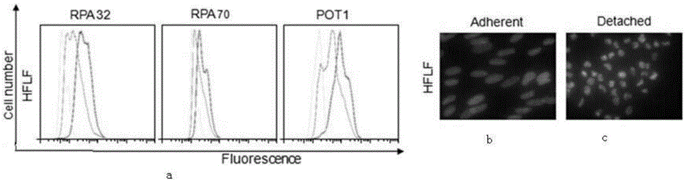 Fixation method for keeping stress balance of cells