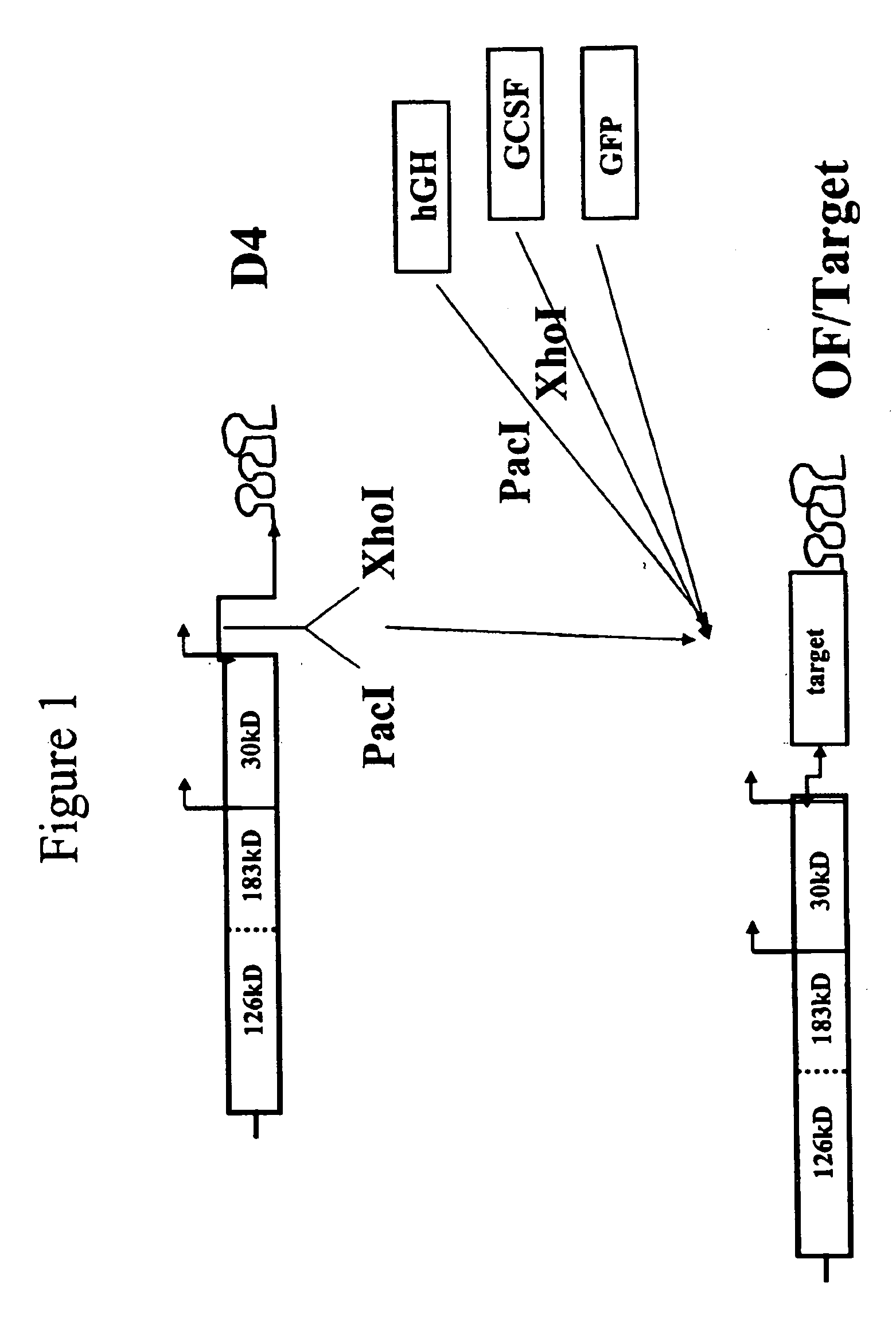 Systems and methods for clonal expression in plants