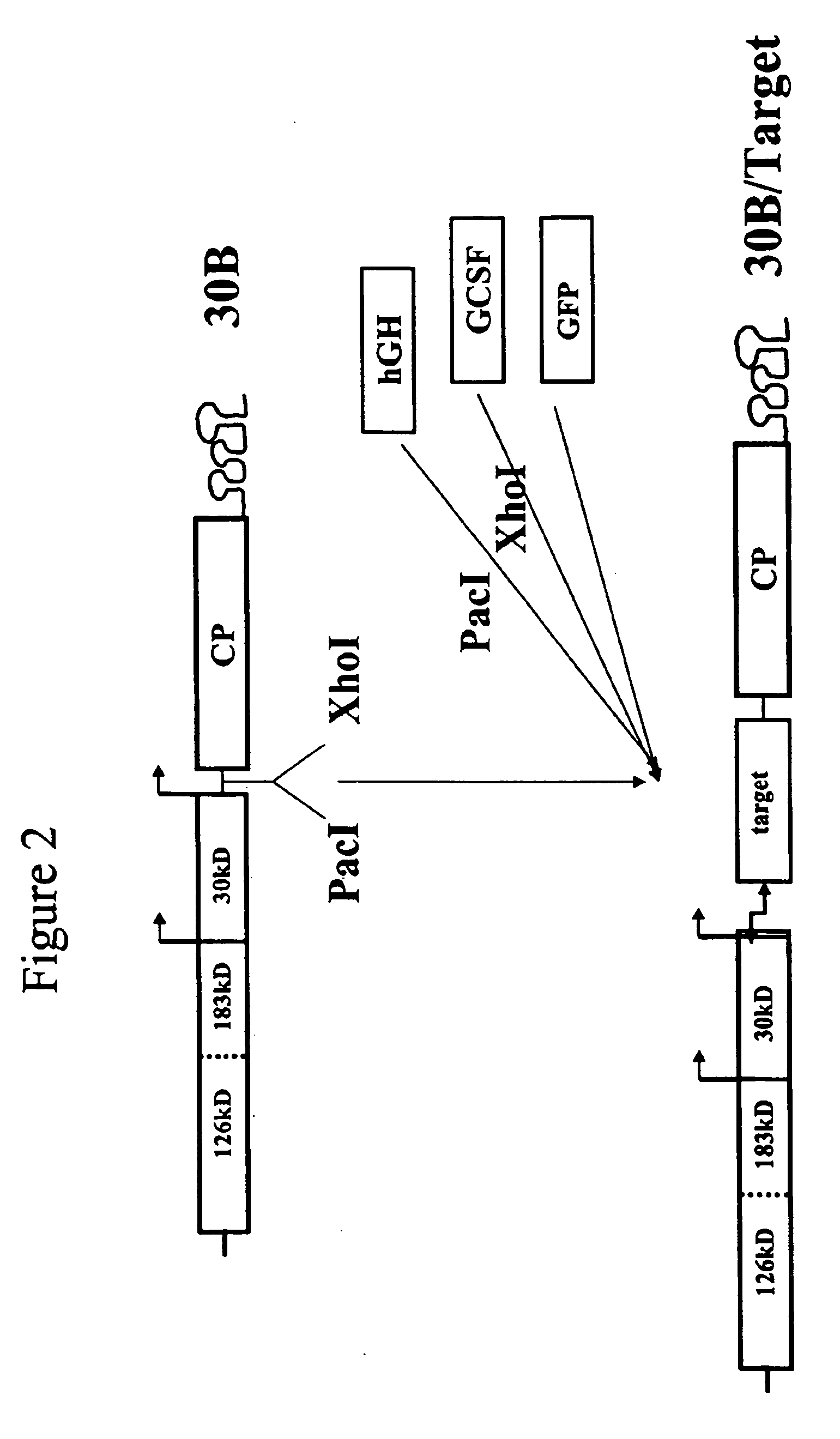 Systems and methods for clonal expression in plants