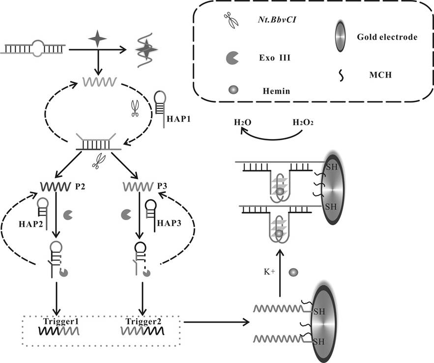 An electrochemical biosensor for detecting kanamycin and its application