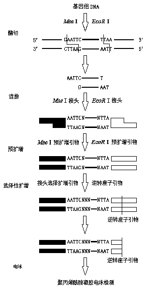 Marking method of applying SSAP molecular marker technology to peony