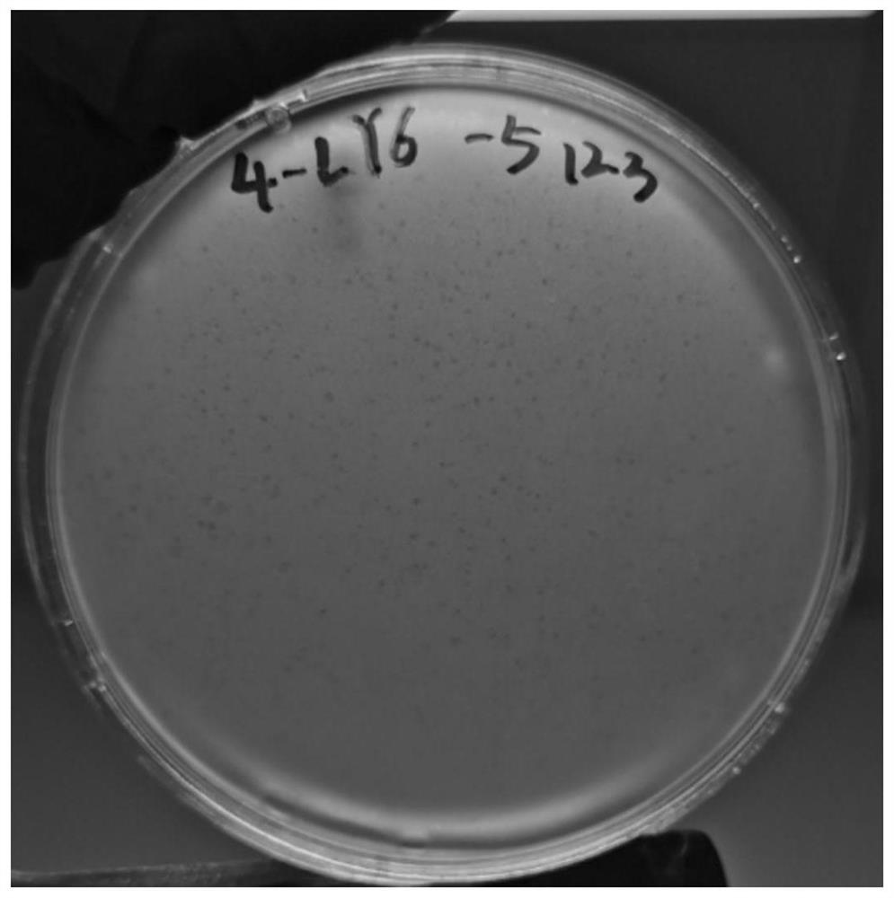 Pasteurella bacteriophage vB_PmuP_PS02 and bacteriophage composition and application thereof