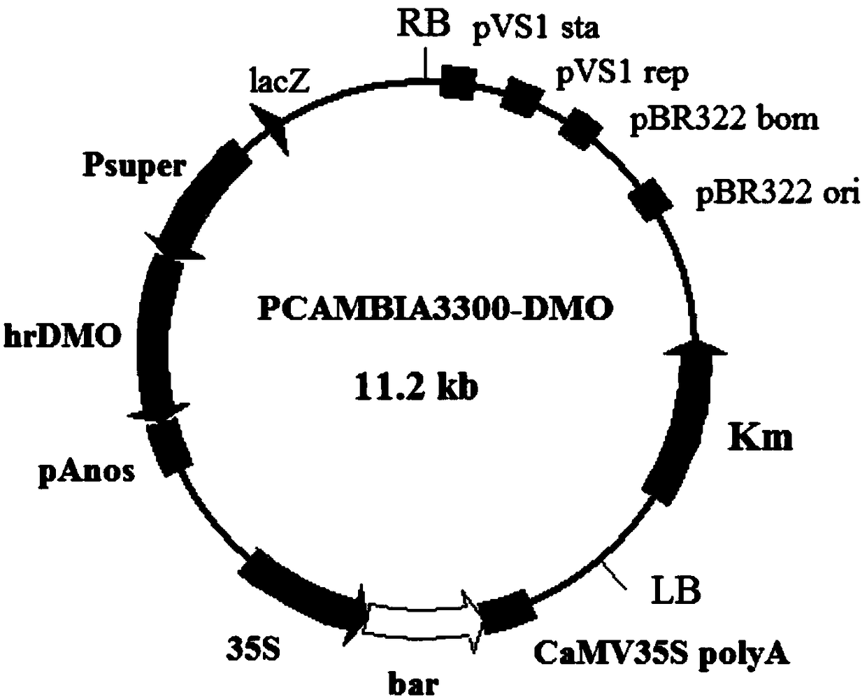 Method for improving soybean herbicide dicamba resistance and plant light sensitivity through transgenic DMO (Dicamba Monooxygenas) gene