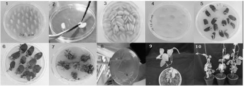 Method for improving soybean herbicide dicamba resistance and plant light sensitivity through transgenic DMO (Dicamba Monooxygenas) gene