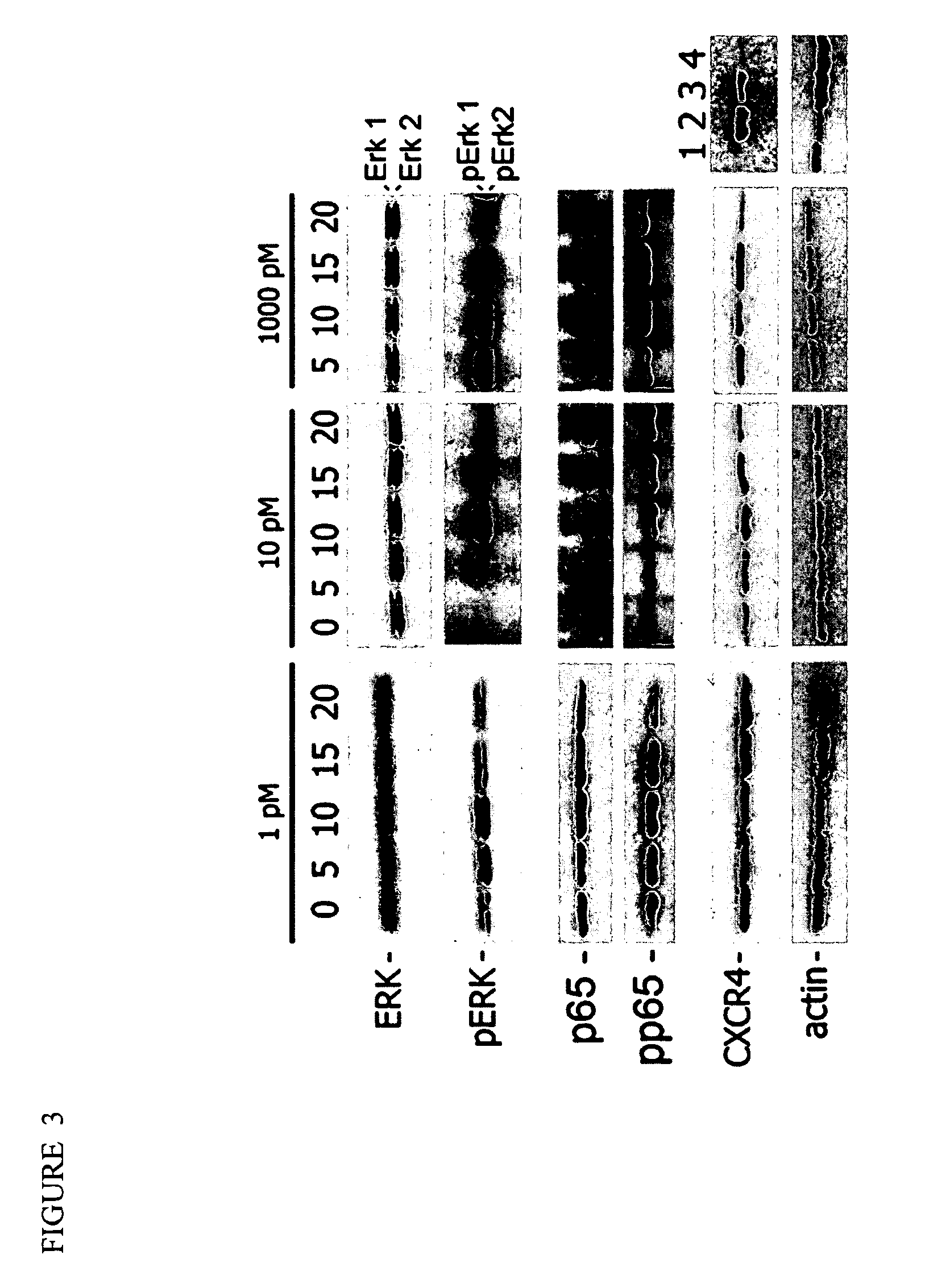 Compositions and methods for detecting and treating prostate disorders