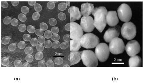 Ionic liquid loaded microencapsulated penicillium purpureum cell and preparation method and application thereof