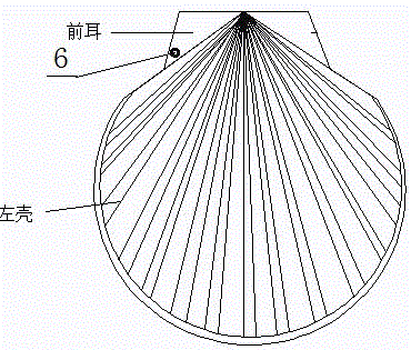Ear-puncturing and hanging cultivation device for patinopecten yessoensis and hanging cultivation method