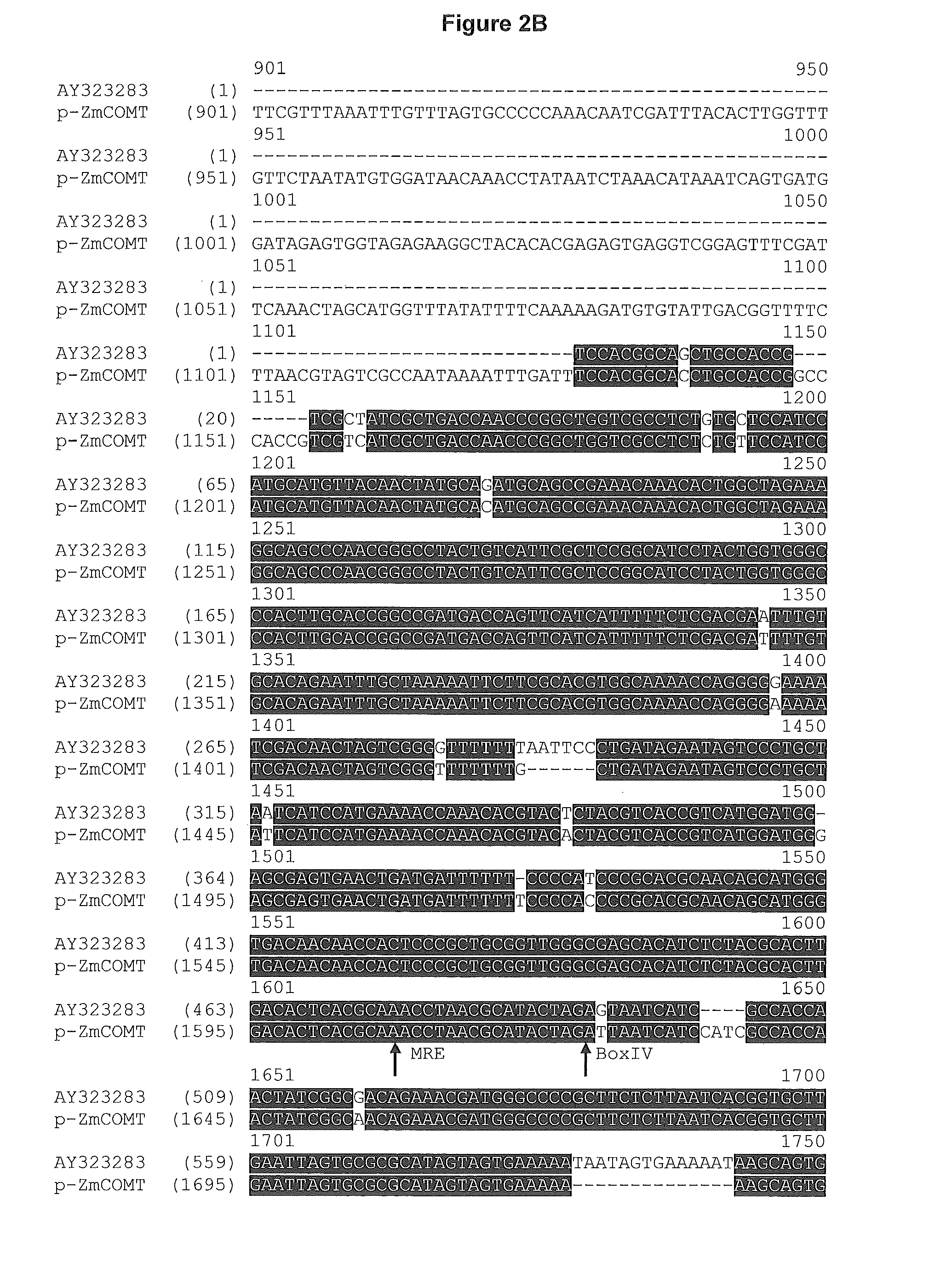 Methods of modifying lignin biosynthesis and improving digestibility