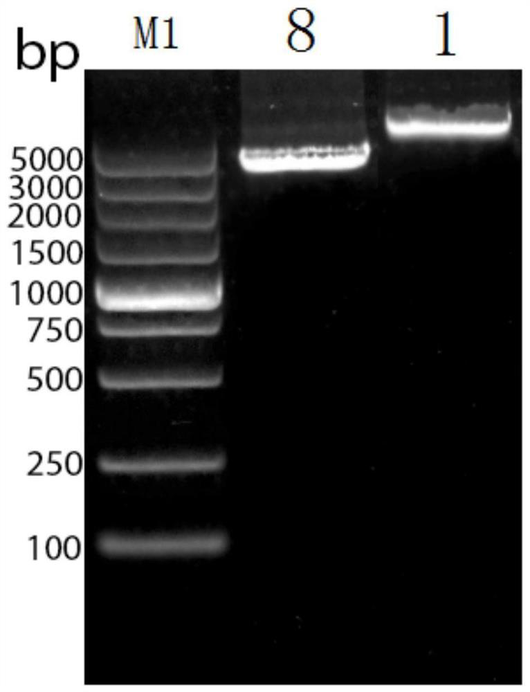 Modified new coronavirus S gene, recombinant plasmid and recombinant bacillus calmette guerin vaccine constructed by same and application of recombinant bacillus calmette guerin vaccine