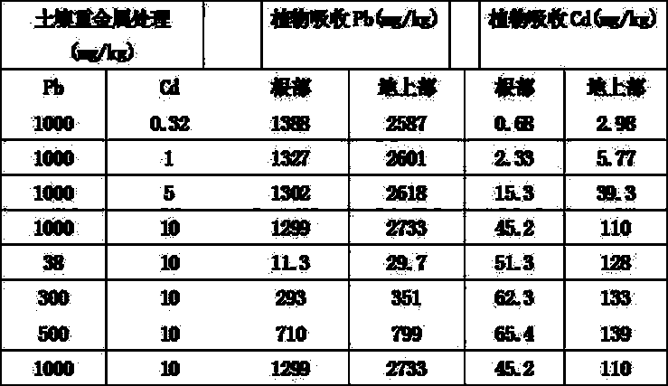 Method for renovating soil suffered from multiple pollution of cadmium, lead and arsenic with ligustrum malongense