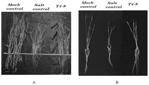 Bacillus megatherium for promoting saline-alkaline-resistant growth of crops, special microbial fertilizer for saline-alkali land and application of bacillus megatherium in special microbial fertilizer