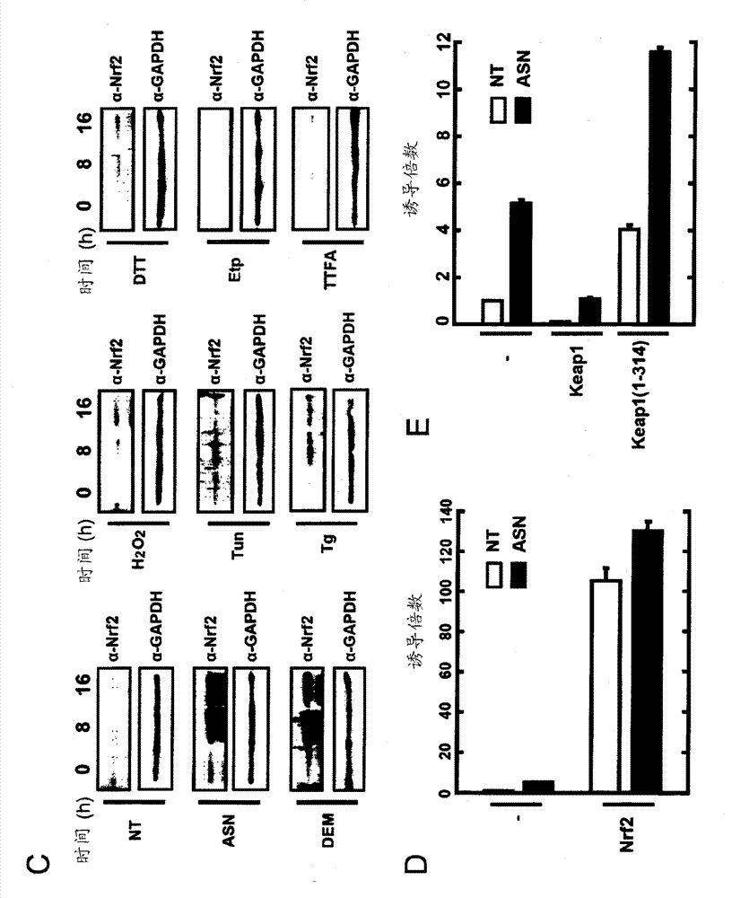 Nucleic acid construct for expressing oxidative stress indicator and use thereof