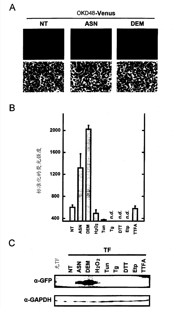 Nucleic acid construct for expressing oxidative stress indicator and use thereof