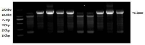 Solution for prolonging opening time of fertilization holes of fish eggs and method for introducing foreign genes by using fertilization holes