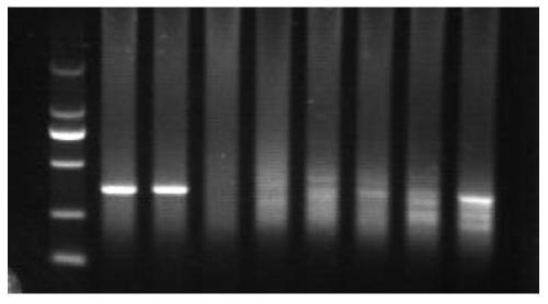 Solution for prolonging opening time of fertilization holes of fish eggs and method for introducing foreign genes by using fertilization holes