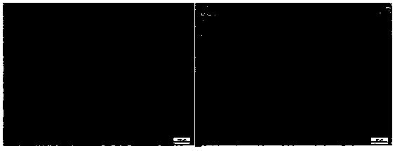 Heat treatment method for improving comprehensive performance of alloy plate