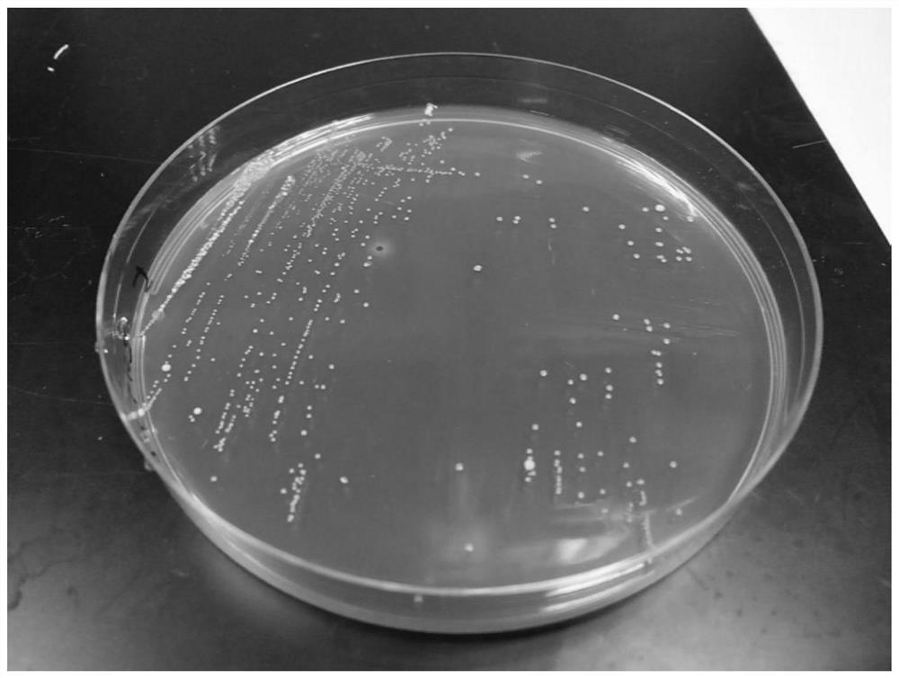 Bifidobacterium pseudosmall chain ccfm1046, its composition, fermented food, use, bacterial agent and preparation method of bacterial agent