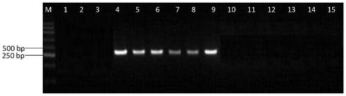Specific PCR primers for identifying rhodobacter capsulatus, kit and application