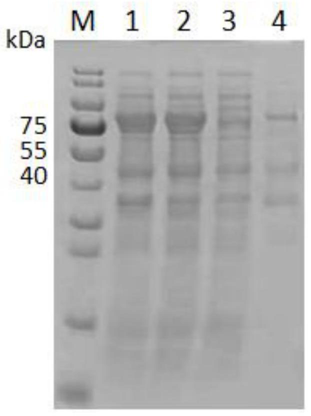 Fusion protein of flagellin mutant and African swine fever antigen and application thereof