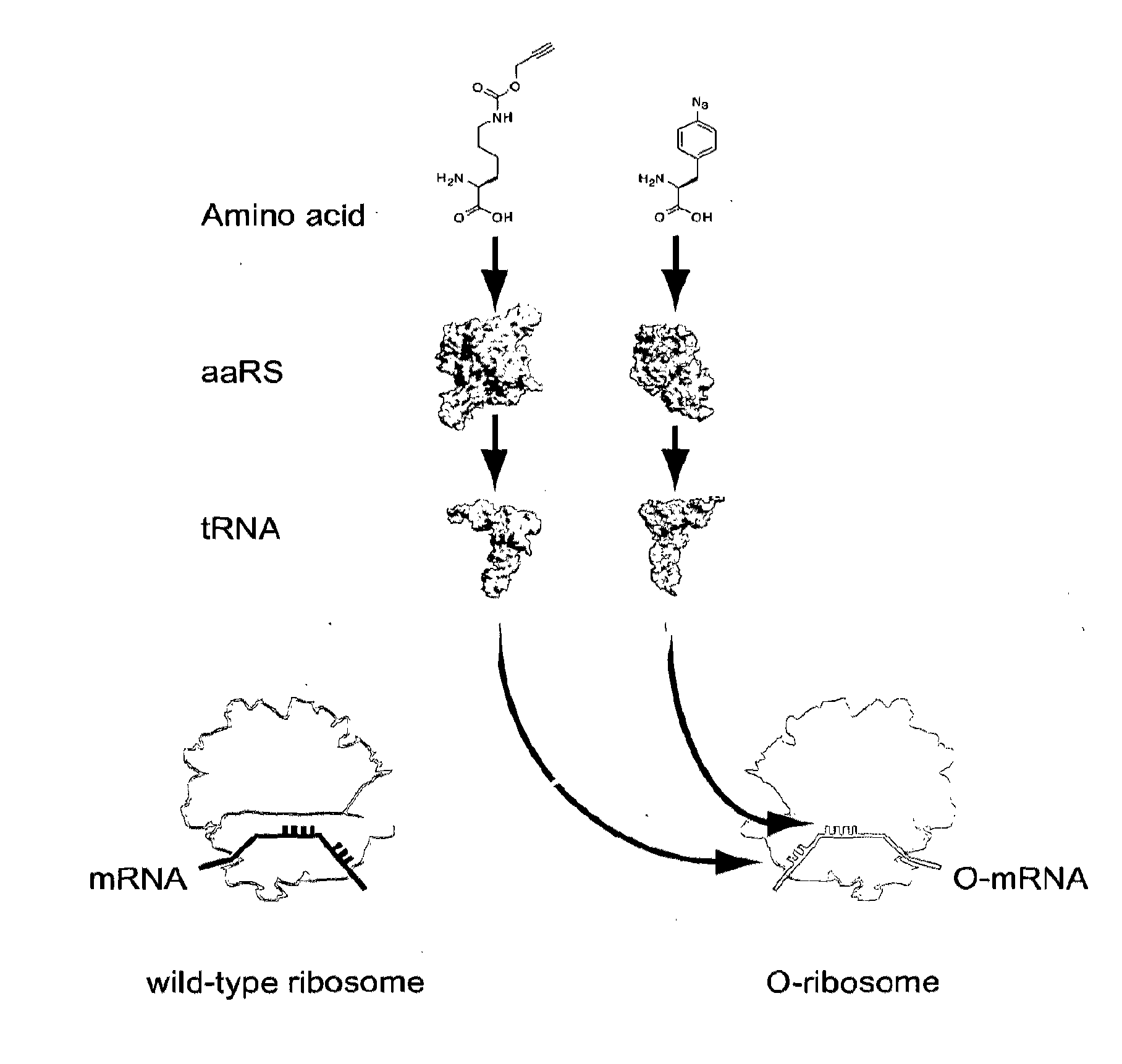 Orthogonal Q-Ribosomes