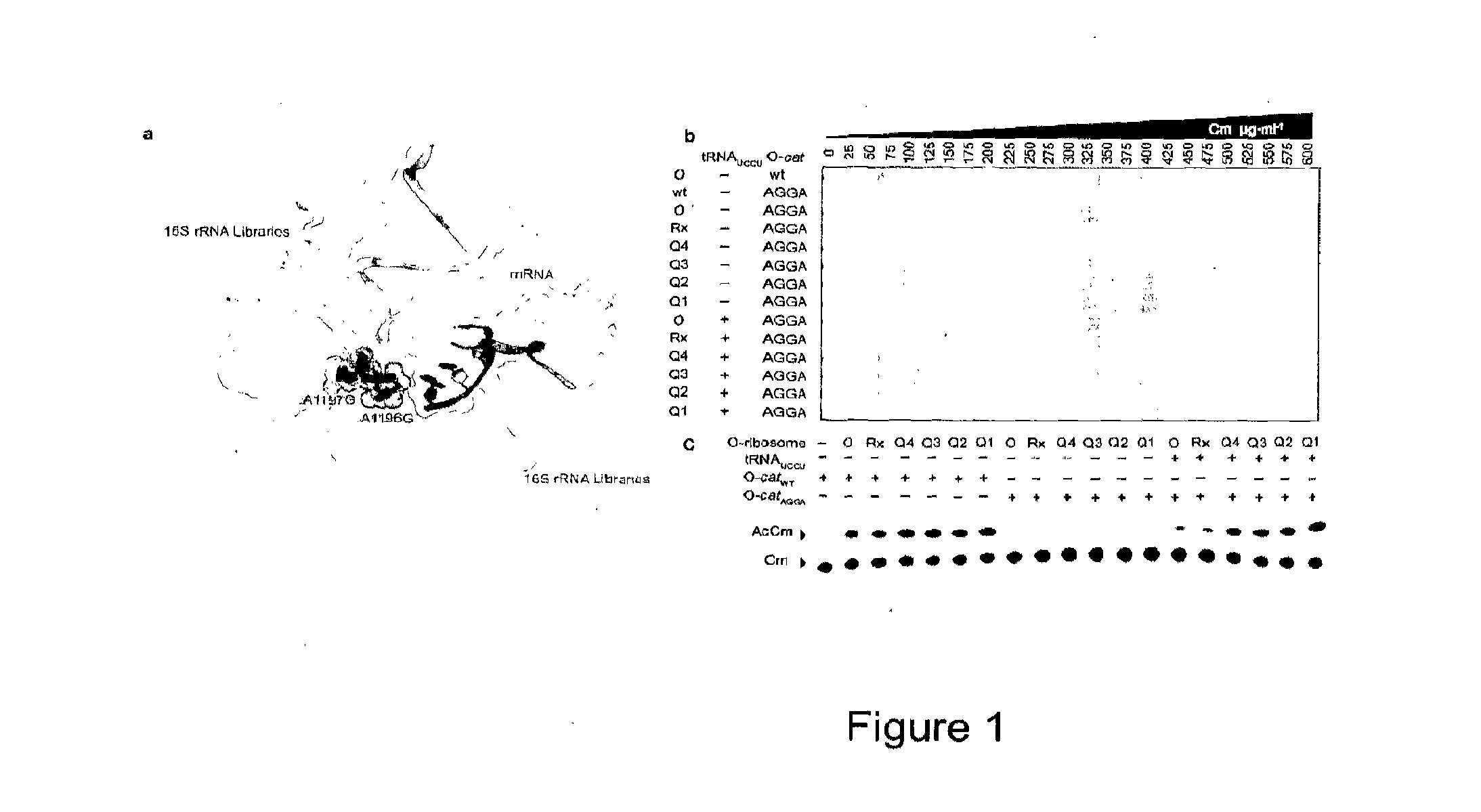 Orthogonal Q-Ribosomes