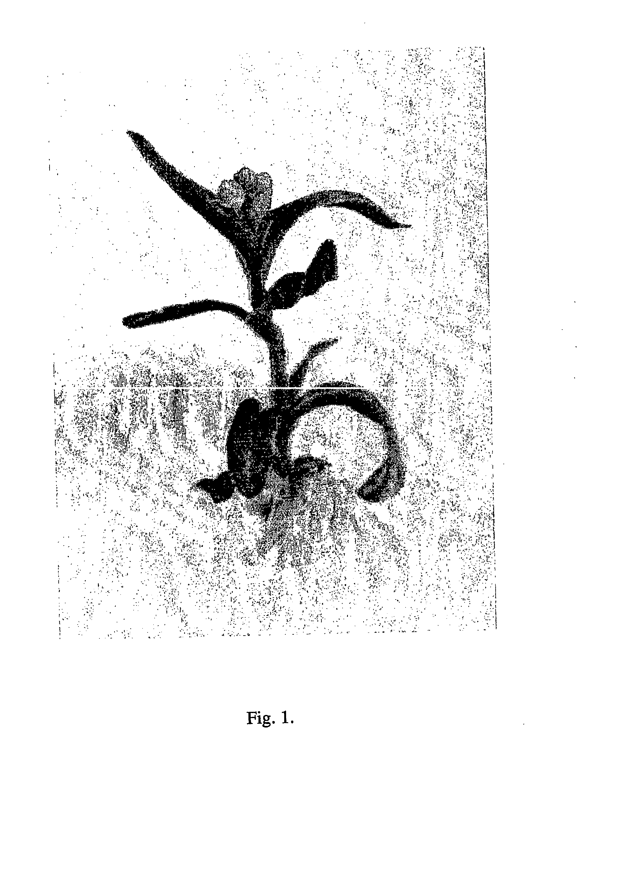 Transformation system in camelina sativa