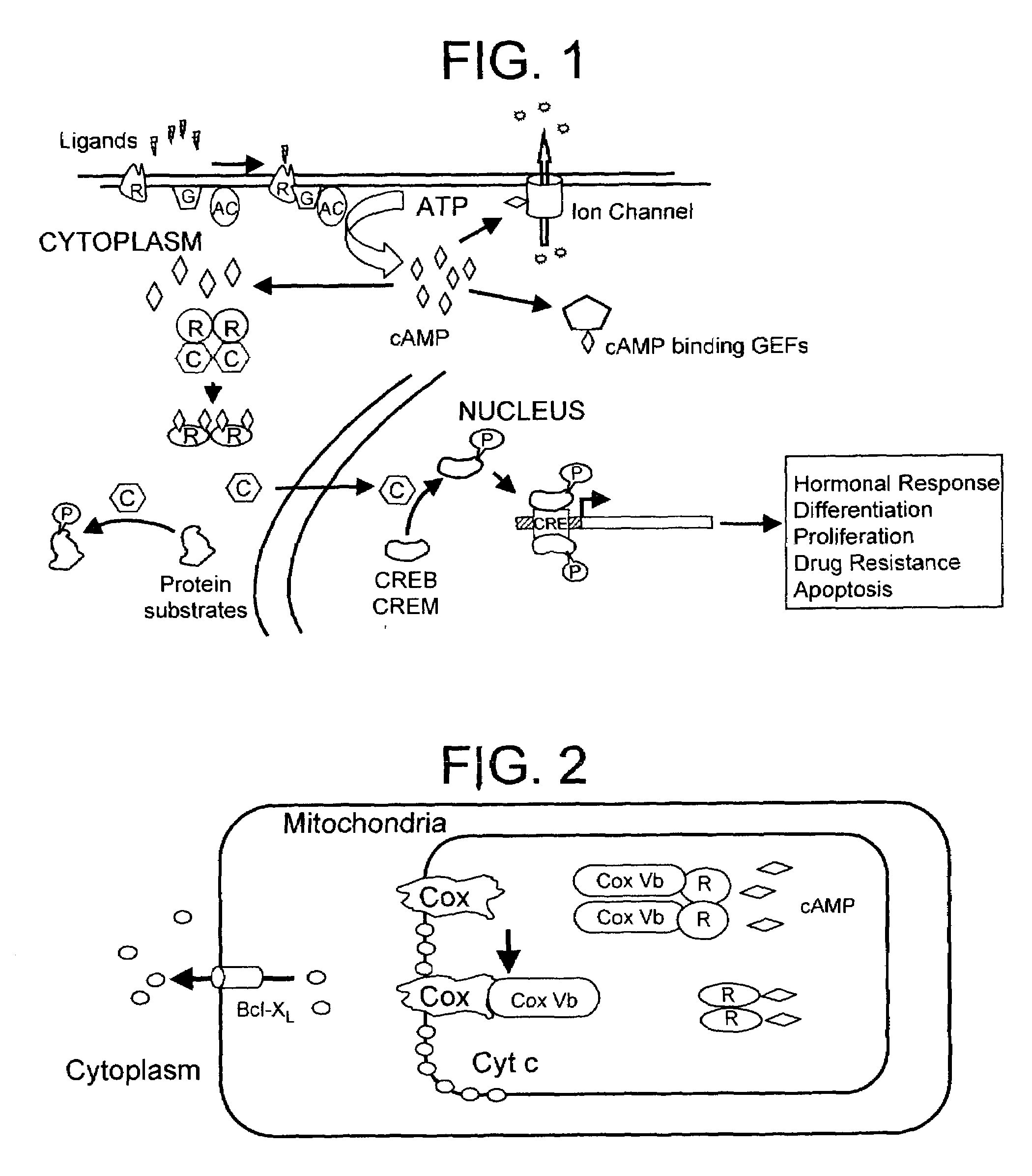 Nucleic acid and protein expression thereby and their involvement in stress