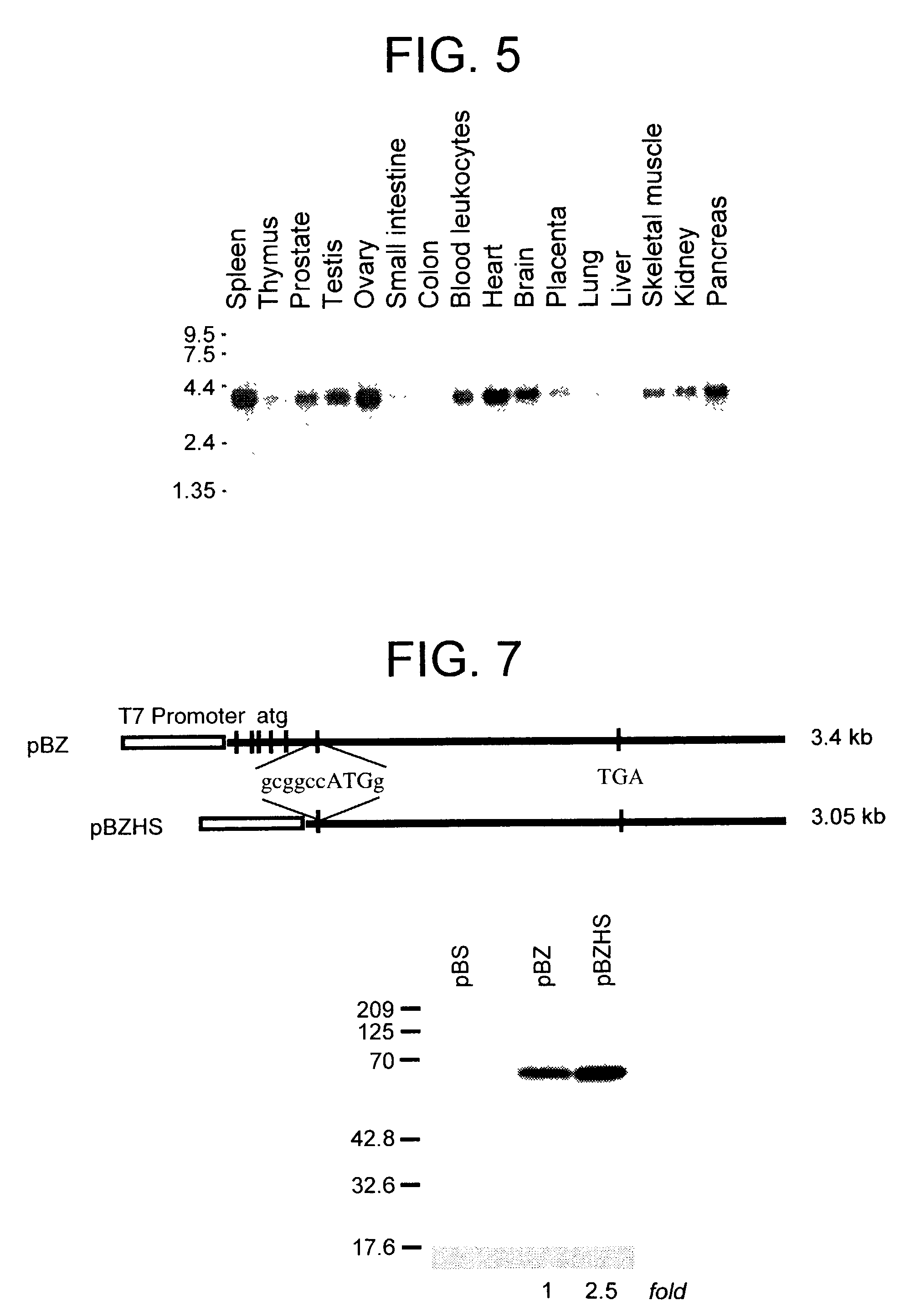 Nucleic acid and protein expression thereby and their involvement in stress