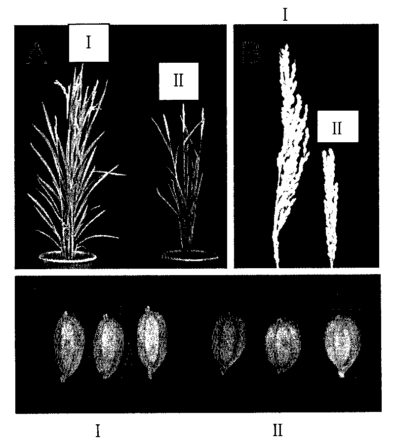 Protein related to rice panicle type and encoding gene and application thereof