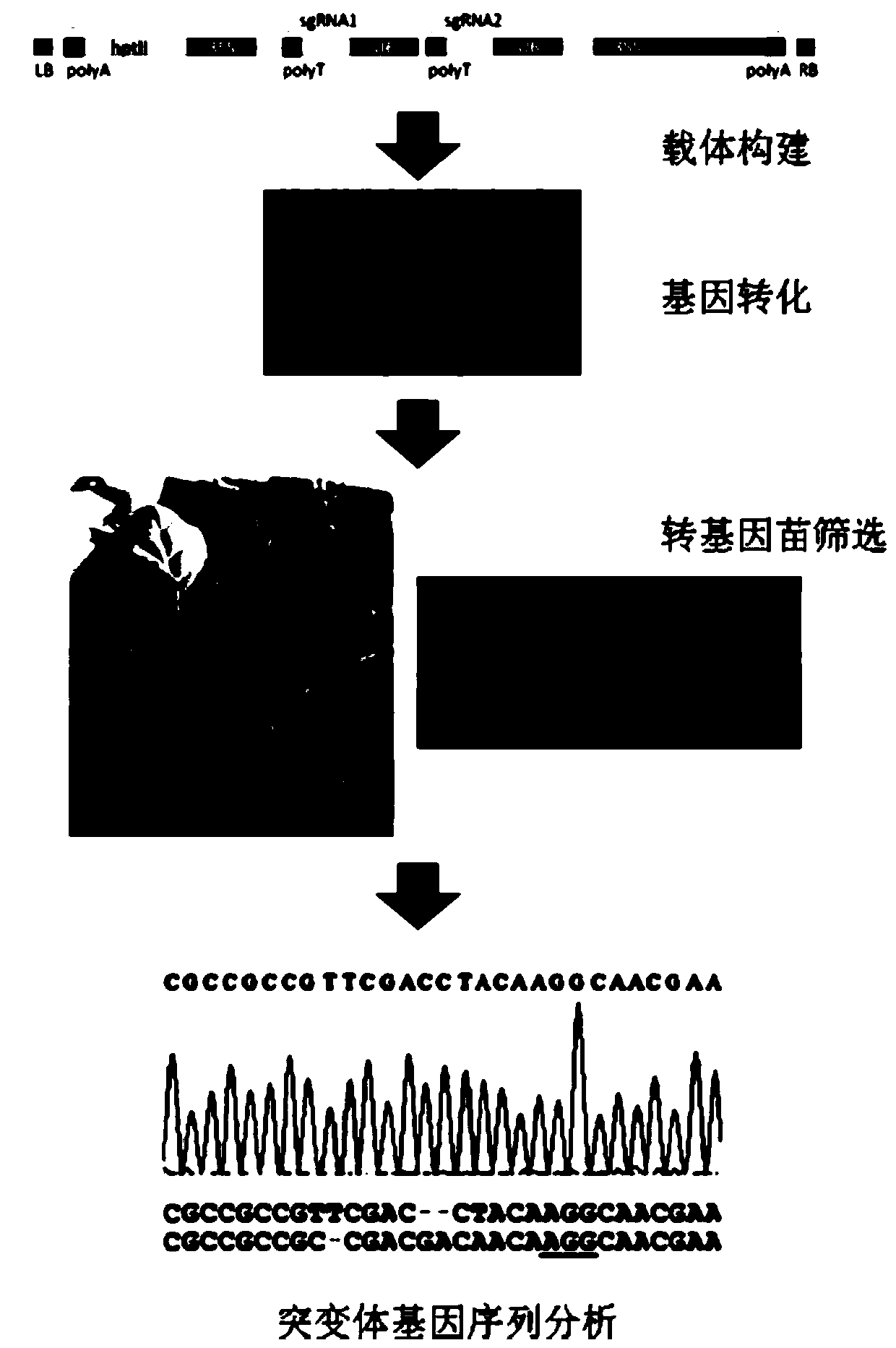 Platanus mutant, method for obtaining platanus mutant and application of platanus mutant or method