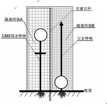 A kind of method and application of cross pollination of celery