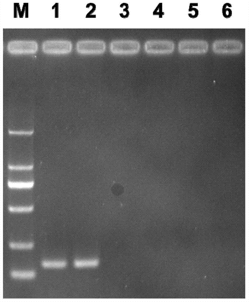 PCR (polymerase chain reaction) detection primers for Arceuthobium sichuanense, application of PCR detection primers and PCR detection method